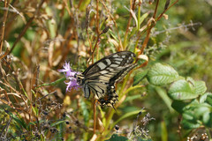 Papilio machaon hippocrates