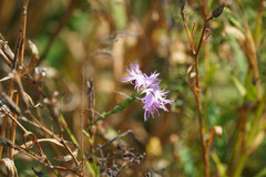 Dianthus superbus superbus