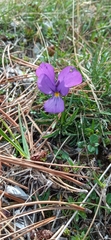 Viola pseudograeca