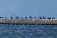 Phalacrocorax capillatus
