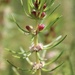 Upright Water Milfoil - Photo (c) Nicholas Thoms, some rights reserved (CC BY-NC), uploaded by Nicholas Thoms