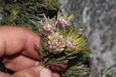 Leucadendron singulare