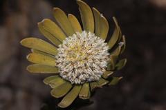 Leucadendron singulare