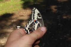 Papilio ophidicephalus phalusco