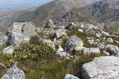Leucadendron singulare