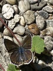 Polyommatus icarus