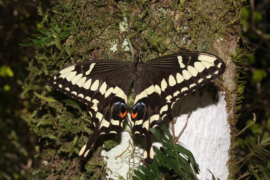 Emperor Swallowtail