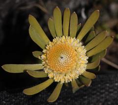 Leucadendron singulare