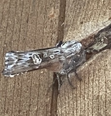 Lithomoia