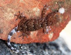 Chondrodactylus bibronii