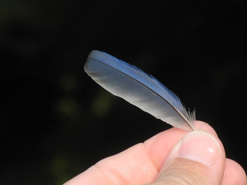 Eastern Bluebird photographed in North Carolina