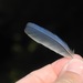 Eastern bluebird feather