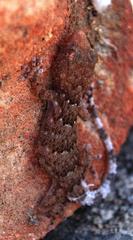 Chondrodactylus bibronii