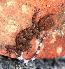 Chondrodactylus bibronii
