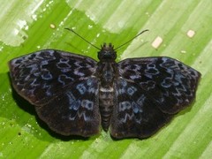 Cycloglypha thrasibulus thrasibulus