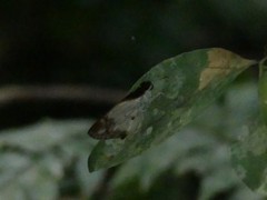Ebusus ebusus