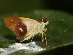 Calpodes esperi