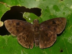 Morvina morvus cyclopa