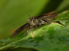Morvina morvus cyclopa