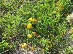 Hermannia multiflora