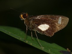 Cobalus calvina