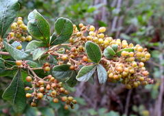 Allophylus decipiens