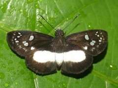 Milanion cramba