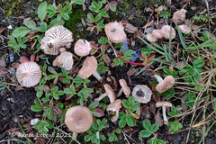 Entoloma cremeoalbum