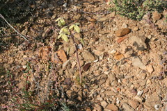 Albuca spiralis