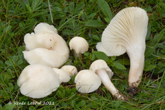 Cuphophyllus borealis