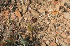 Albuca spiralis