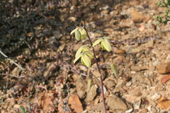 Albuca spiralis