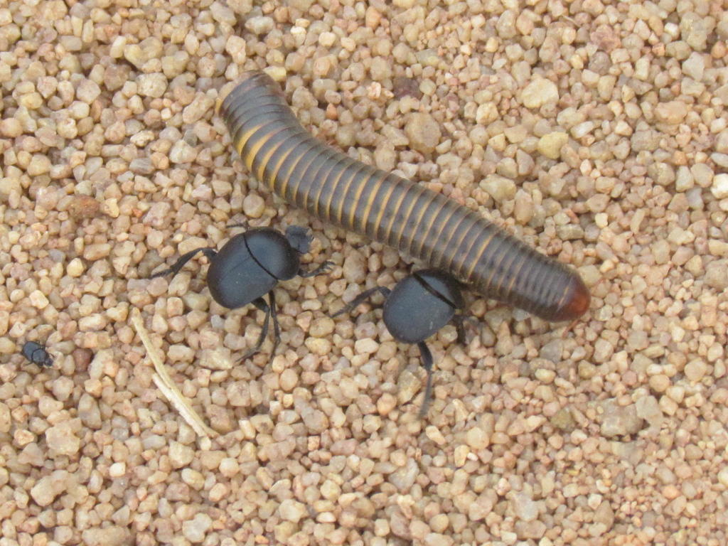 Bushveld Millipede Undertaker