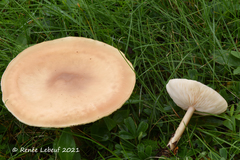 Melanoleuca alboflavida