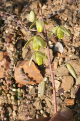 Albuca spiralis
