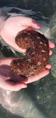 Holothuria arguinensis