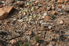 Albuca spiralis