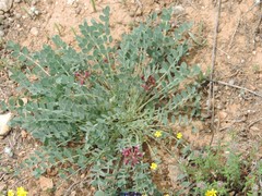 Astragalus monspessulanus