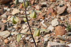 Albuca spiralis