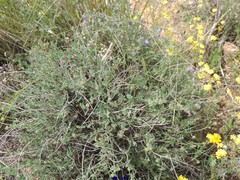Coronilla minima lotoides