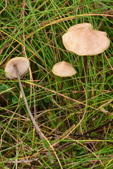 Entoloma conicum