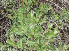 Lonicera etrusca