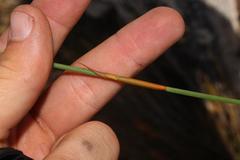 Elegia altigena