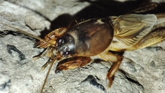 Gryllotalpa vineae