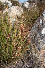 Elegia altigena