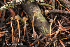 Mycena picta