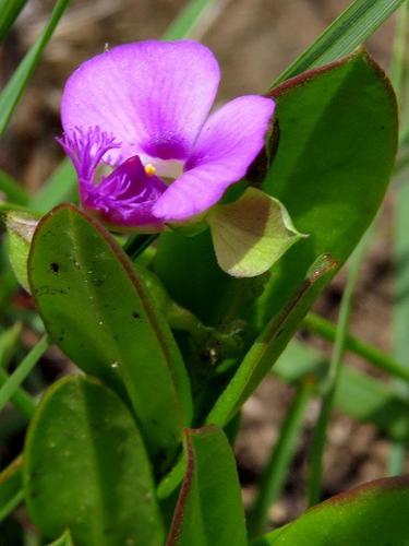 Polygala transvaalensis image