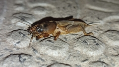 Gryllotalpa vineae