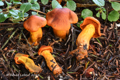 Cortinarius malicorius