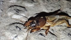 Gryllotalpa vineae